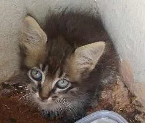 Gato raça Vira lata idade Abaixo de 2 meses nome Não tem