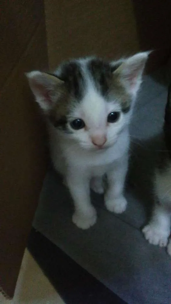 Gato ra a  idade 2 a 6 meses nome Sem nomes