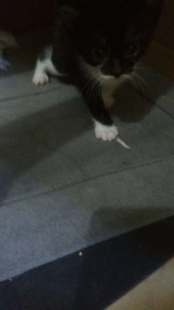 Gato ra a  idade 2 a 6 meses nome Sem nomes