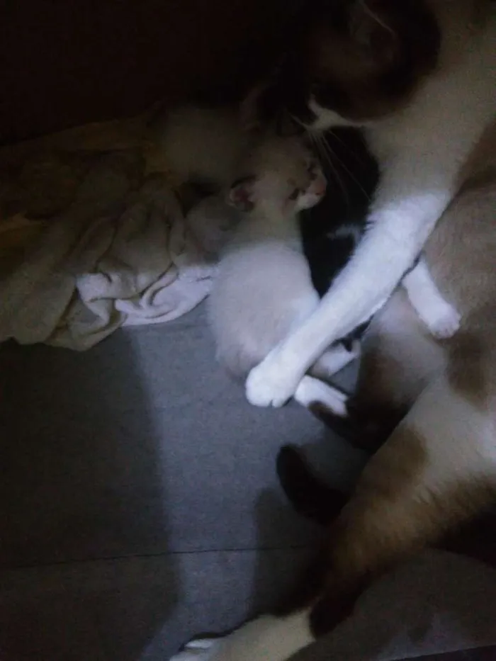 Gato ra a  idade 2 a 6 meses nome Sem nomes