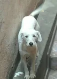 Chiquinha e Tesouro