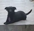 Chiquinha e Tesouro