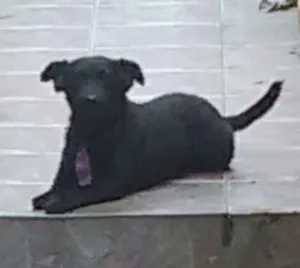 Cachorro raça SRD idade 3 anos nome Chiquinha e Tesouro