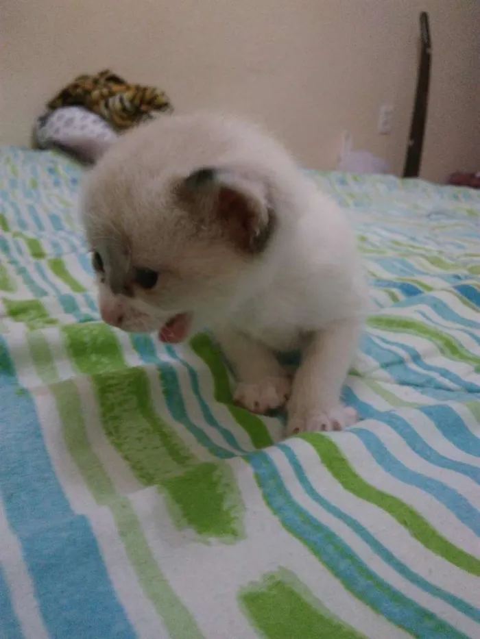 Gato ra a  idade 2 a 6 meses nome Sem nomes