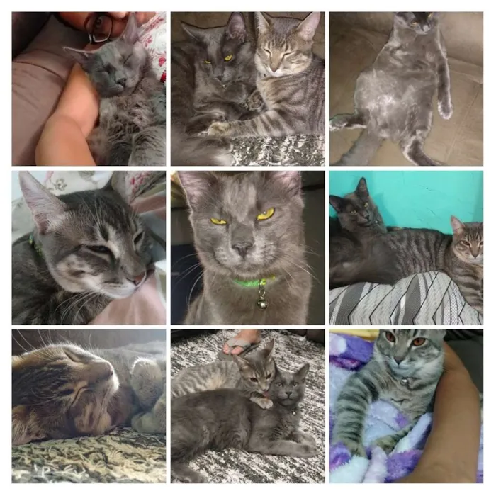 Gato ra a SRD idade 7 a 11 meses nome Simon e Marvin