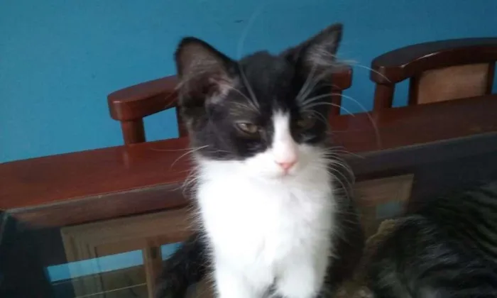 Gato ra a Nenhuma idade 2 a 6 meses nome Filhotes