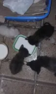 Gatinhos abandonados