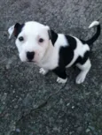 snoppy