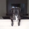 Dalila