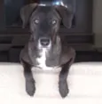 Dalila
