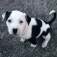 snoppy