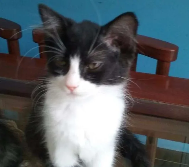 Gato ra a Nenhuma idade 2 a 6 meses nome Filhotes