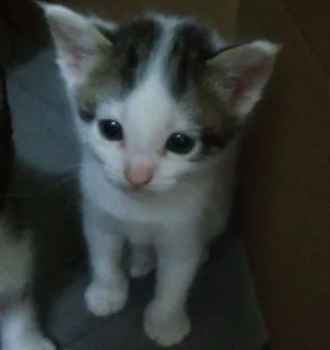 Gato raça  idade 2 a 6 meses nome Sem nomes