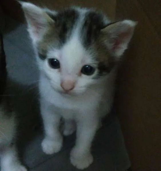 Gato ra a  idade 2 a 6 meses nome Sem nomes