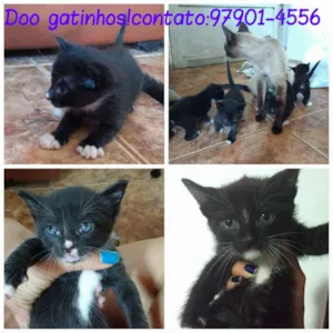 Gato raça VIRA LATAS idade Abaixo de 2 meses nome GATOS