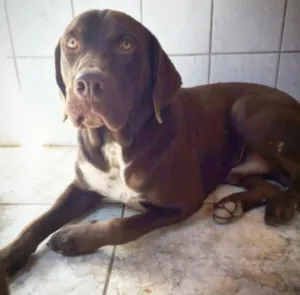 Cachorro raça BRACO ALEMÃO idade 1 ano nome APOLO