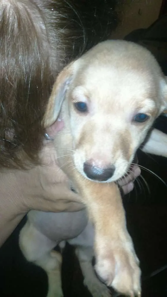 Cachorro ra a vira-lata idade 2 a 6 meses nome bebes