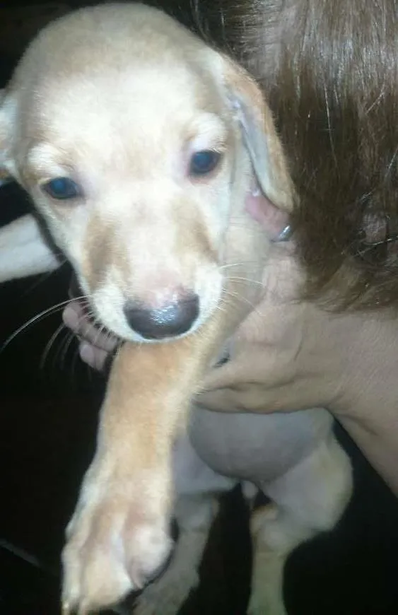 Cachorro ra a vira-lata idade 2 a 6 meses nome bebes