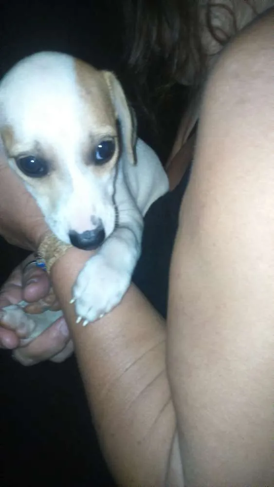Cachorro ra a vira-lata idade 2 a 6 meses nome bebes