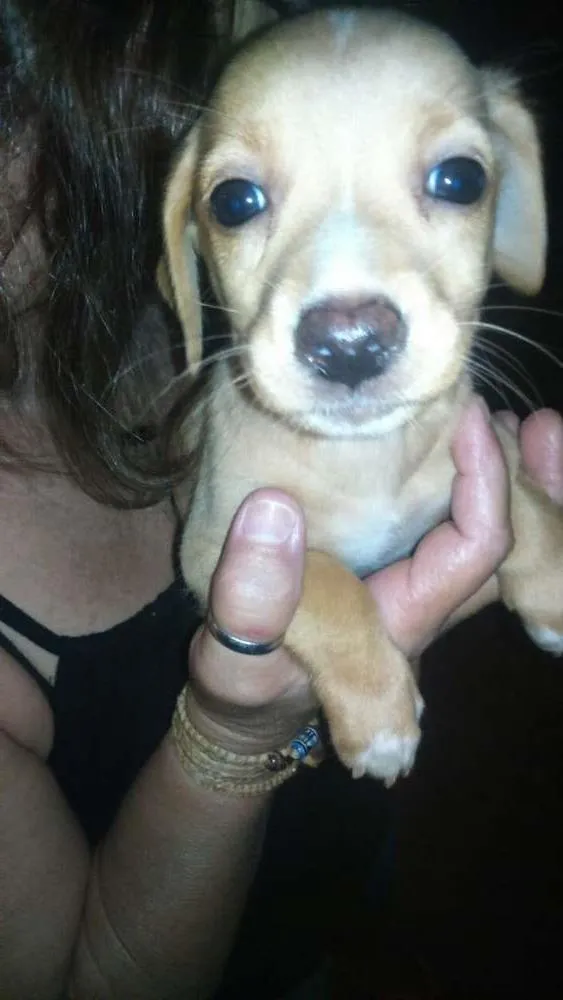Cachorro ra a vira-lata idade 2 a 6 meses nome bebes