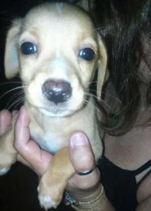 Cachorro raça vira-lata idade 2 a 6 meses nome bebes