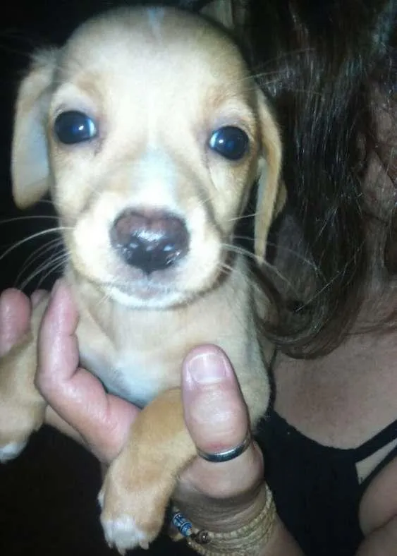 Cachorro ra a vira-lata idade 2 a 6 meses nome bebes