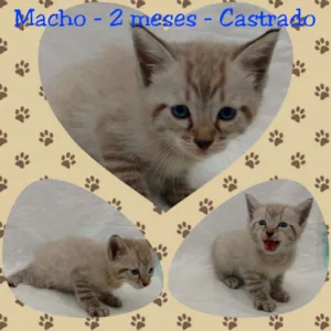 Gato raça SRD idade Abaixo de 2 meses nome Sebastian
