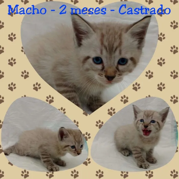 Gato ra a SRD idade Abaixo de 2 meses nome Sebastian