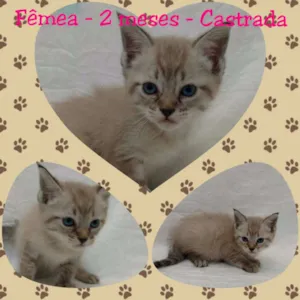 Gato raça SRD idade Abaixo de 2 meses nome Lorena