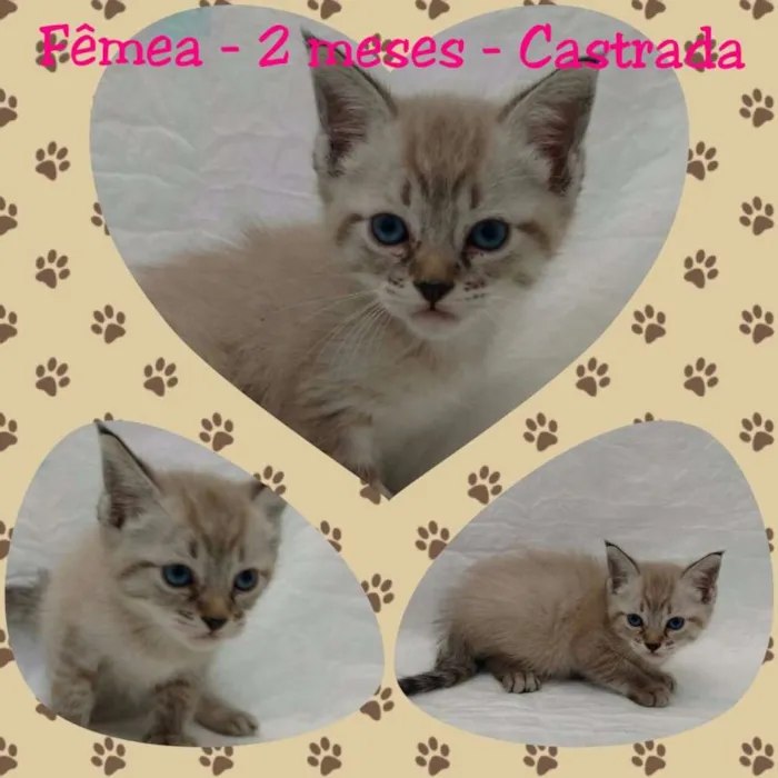 Gato ra a SRD idade Abaixo de 2 meses nome Lorena