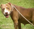 Cachorro raça Pit-Bull idade 5 anos nome MAGGIE
