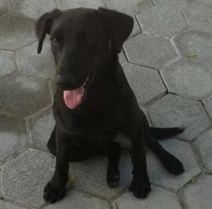 Cachorro raça SRD idade 1 ano nome Menina
