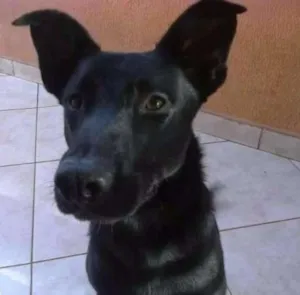 Cachorro raça SRD idade 1 ano nome Tobias