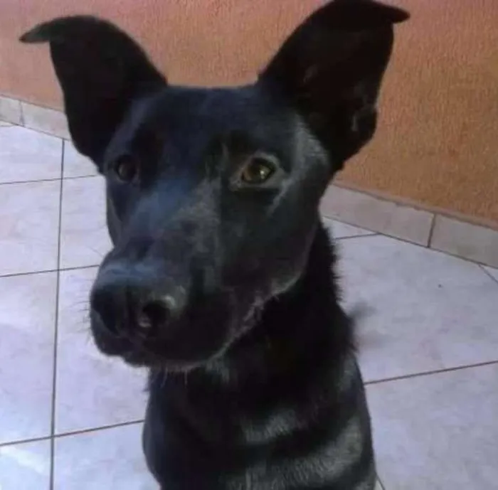 Cachorro ra a SRD idade 1 ano nome Tobias