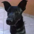 Tobias