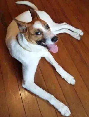 Cachorro raça SRD idade 1 ano nome Benny