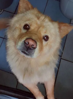 Cachorro raça show show  idade 3 anos nome Mel