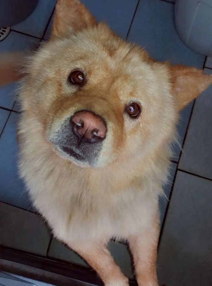 Cachorro ra a show show  idade 3 anos nome Mel