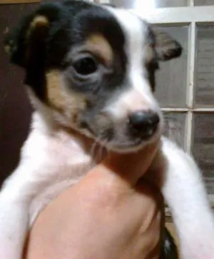 Cachorro raça SRD idade 2 a 6 meses nome Irmãzinhas