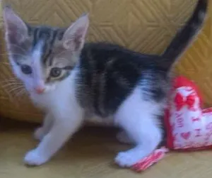 Gato raça SRD idade 2 a 6 meses nome ND