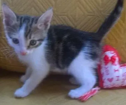 Gato raça SRD idade 2 a 6 meses nome ND