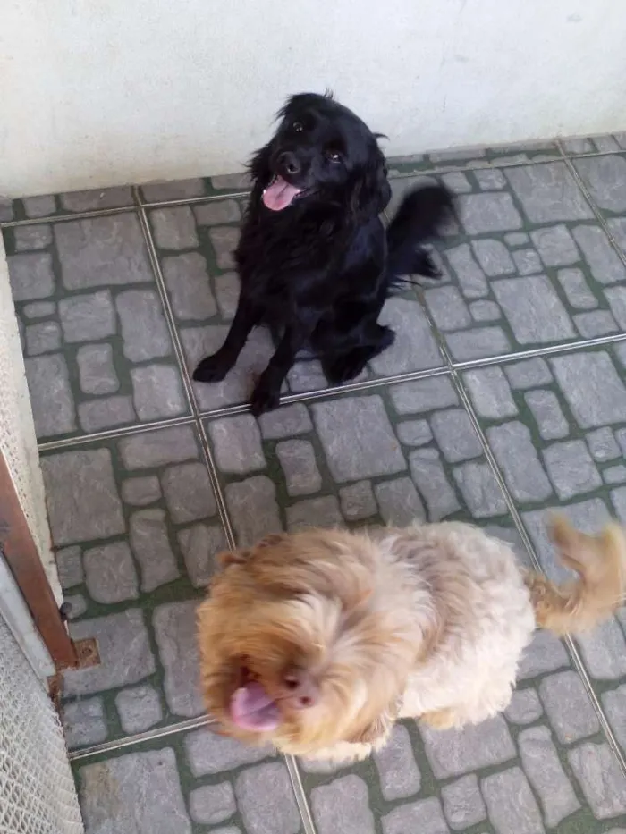 Cachorro ra a Poodle com cocker idade 2 anos nome Maphite,annie