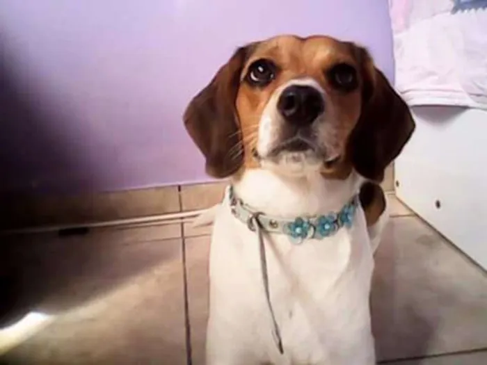 Cachorro ra a  idade 4 anos nome Nina