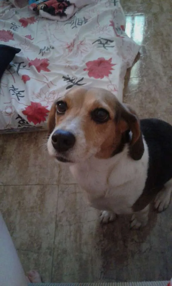 Cachorro ra a  idade 4 anos nome Nina