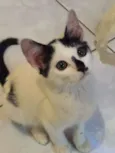 Floquinho