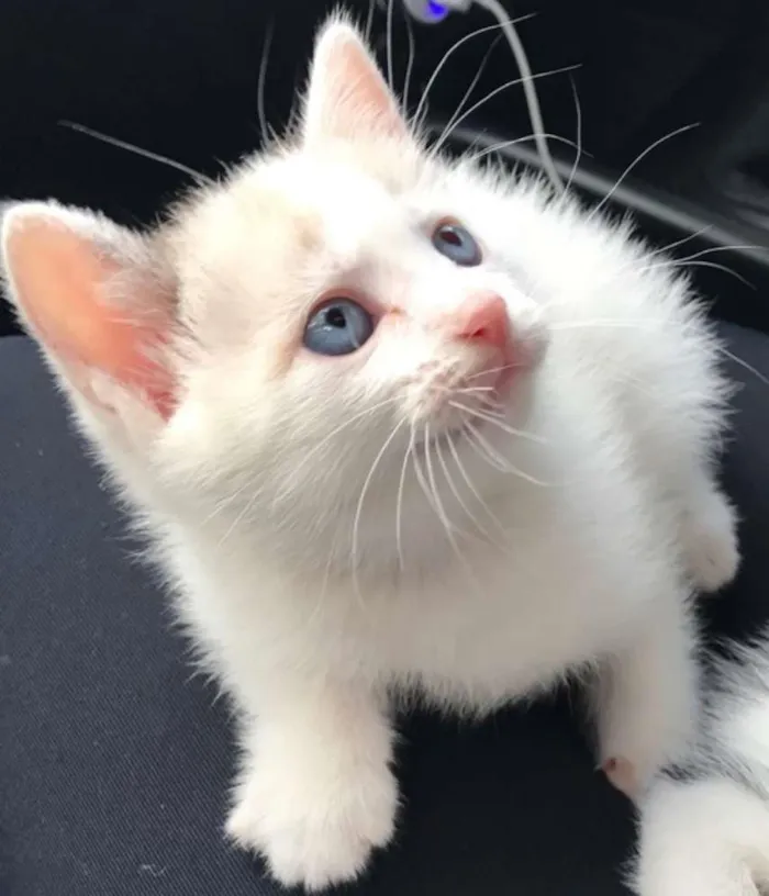 Gato ra a vira lata idade Abaixo de 2 meses nome Miguel e Manu
