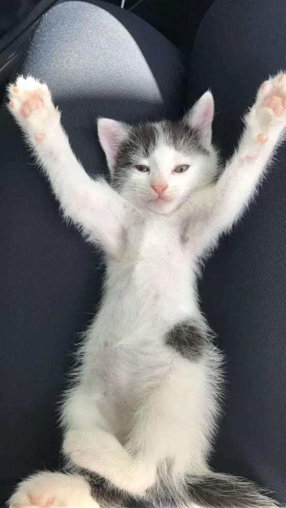 Gato ra a vira lata idade Abaixo de 2 meses nome Miguel e Manu