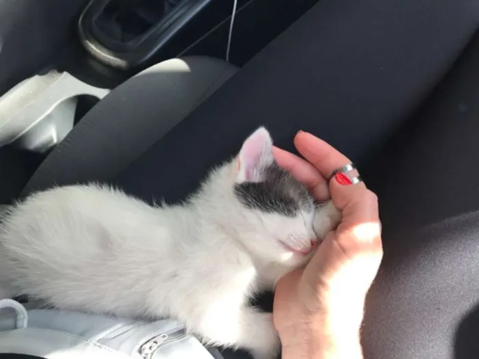Gato ra a vira lata idade Abaixo de 2 meses nome Miguel e Manu