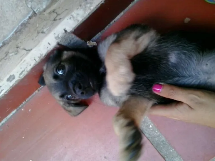 Cachorro ra a vira lata idade 2 a 6 meses nome sem nome