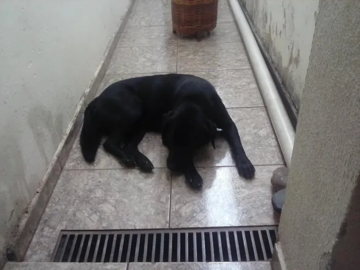 Cachorro ra a Labrador idade 7 a 11 meses nome Nero